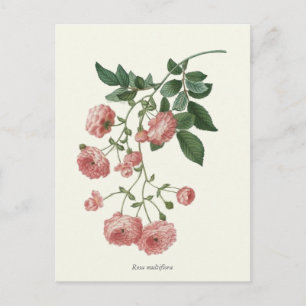 Antiker Botanischer Druck Rosa Rosen Postkarte
