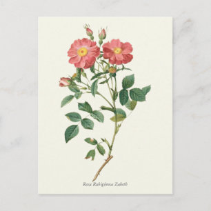 Antiker Botanischer Druck Rosa Rosen Postkarte