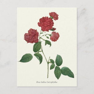Antiker Botanischer Druck Roter Rosen Postkarte
