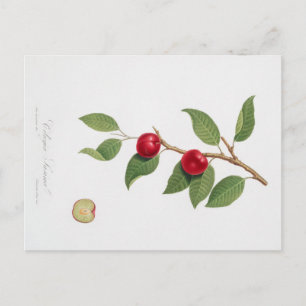 ANTIKER BOTANISCHER DRUCK VON KIRSCHBLÜTEN-POSTKAR POSTKARTE
