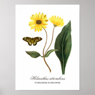 Antiker botanischer Sonnenblumen- und Schmetterlin Poster