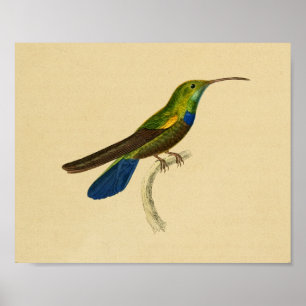 Antiker Druck 1830 Kolibri Blau Grün Poster