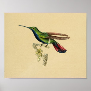 Antiker Druck 1830 Kolibri Rot Blau Poster