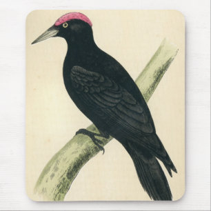 Antiker Druck eines schwarzen Spechts Mousepad