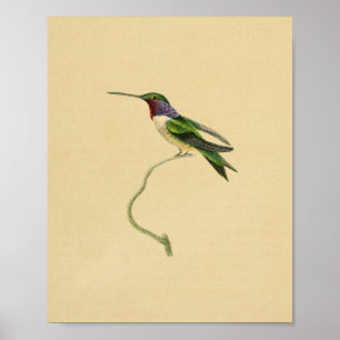 Antiker Druck Hummingbird Rot Lila 1830 Poster