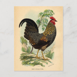 Antiker Druck Vintage Hahn Postkarte