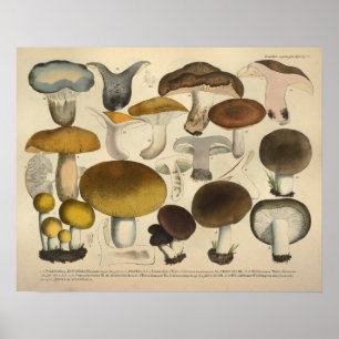 Antiker Druck von 1831 Braune Gelbe Pilzart Poster