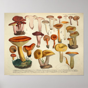 Antiker Druck von 1831 Gelbbraune Pilzart Poster
