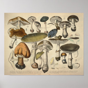 Antiker Druck von 1831, grün-braune Pilzsorten Poster