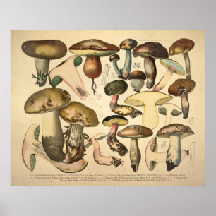 Antiker Druck von 1831, grün-braune Pilzsorten Poster