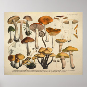Antiker Druck von 1831, grün-braune Pilzsorten Poster
