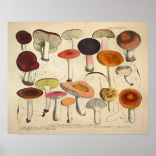 Antiker Druck von 1831: Rote Orange Pilzart Poster