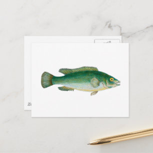 Antiker Fisch Postkarte