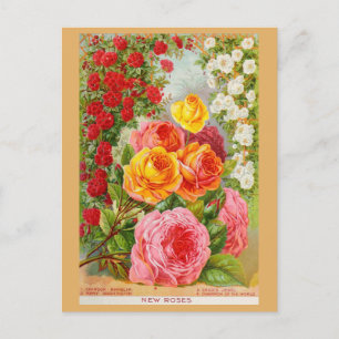 Antiker Gartenrosen-Blumensamen-Katalog Postkarte