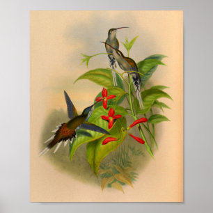 Antiker Hummingbird-Druck Blumen 1861 Poster