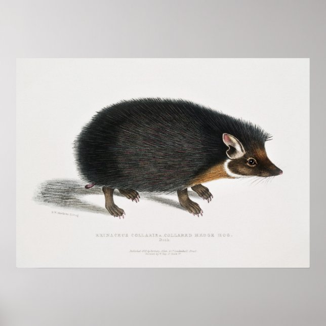 Antiker Igel Poster (Vorne)