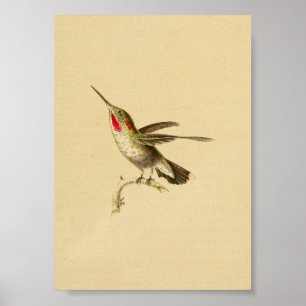 Antiker Kolibri-Druck von 1830 Rothals- Poster