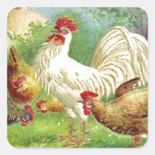Antiker Landhahn und Hühner Quadratischer Aufkleber