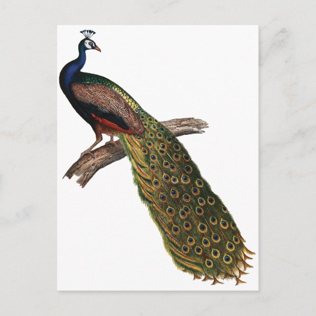 Antiker Pfau Postkarte (Vorderseite)