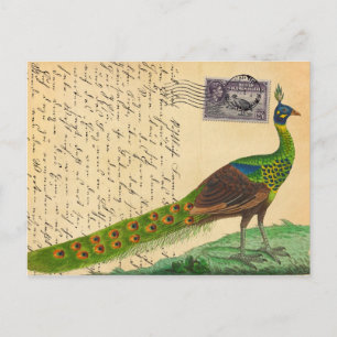 Antiker Pfauen-Brief mit Stempel & Poststempel Postkarte