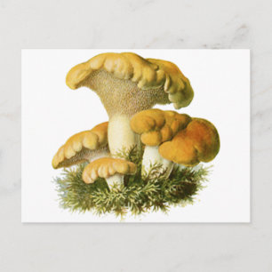 Antiker Pilzdruck 13 Postkarte