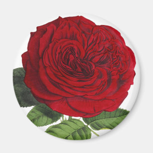 Antiker roter Rosen Magnet