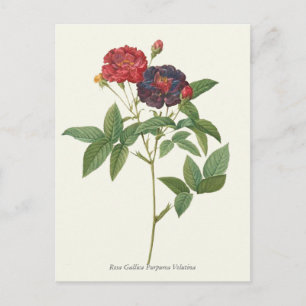 Antiker Roter und Violetter Rosen Botanischer Druc Postkarte