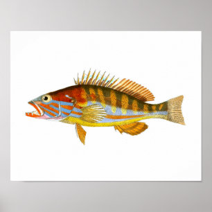 Antiker Seekunst-Druck des Fisch-Kunst-Druck-no.5 Poster