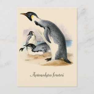 Antiker Vintager zeichnend Kaiser Pinguin Postkarte