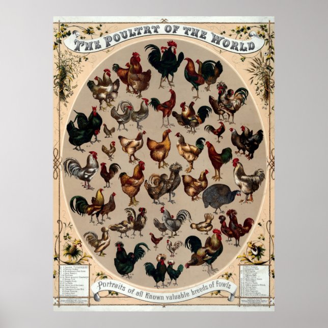 Antikes 1868 Geflügel der Welt Poster (Vorne)