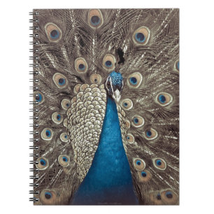 Antikes Blau Pfau Notizblock