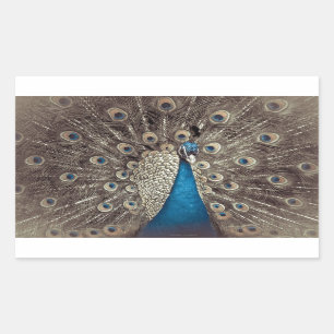 Antikes Blau Pfau Rechteckiger Aufkleber