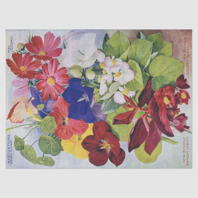 Antikes Blumen-Samen-Katalog-Seidenpapier 17x23 Seidenpapier (Vorderseite)