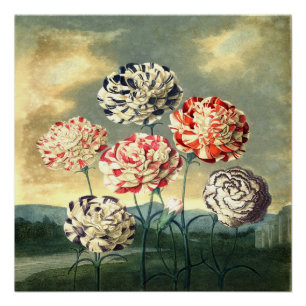 Antikes Blumenposter Poster
