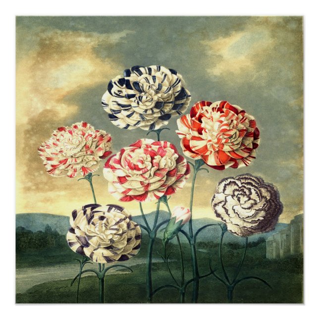 Antikes Blumenposter Poster (Vorderseite)