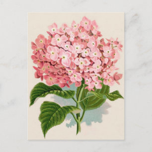 Antikes botanisch-romantisches rosa Hydrangea Postkarte