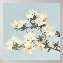 Antikes botanisches Design Japanische Azaleen Druc