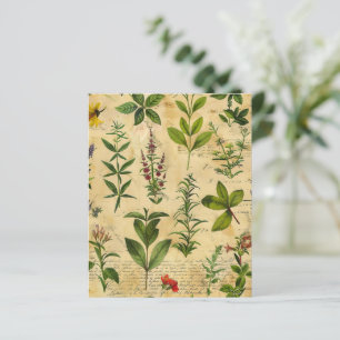 Antikes botanisches Kräuter-Sch scrapbook-Papier