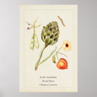 Antikes botanisches Kunstblatt Artischocke Poster