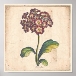 Antikes botanisches Plakat Auricula, Primrose