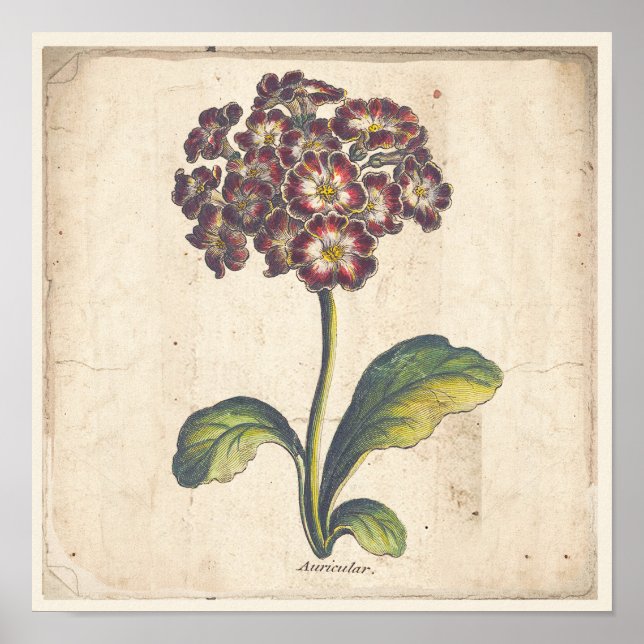 Antikes botanisches Plakat Auricula, Primrose (Vorne)