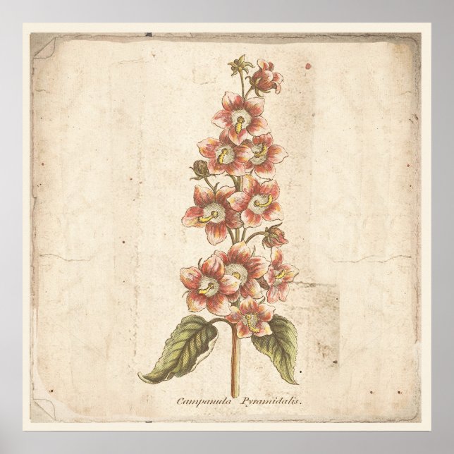 Antikes botanisches Plakat Campanula, Blütenblume (Vorne)