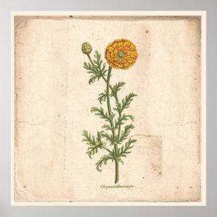 Antikes Botanisches Plakat Chrysanthemum