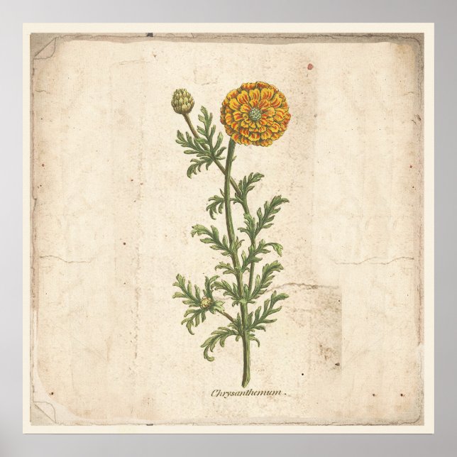 Antikes Botanisches Plakat Chrysanthemum (Vorne)