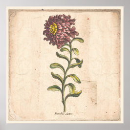 Antikes Botanisches Plakat Lila Aster