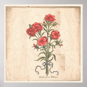 Antikes Botanisches Print Poster Sweet Williams