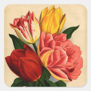 Antikes Druckbild farbenfrohe Tulpen Quadratischer Aufkleber