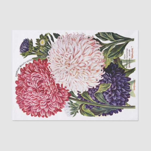 Antikes extravagantes Aster-Katalog-Seidenpapier Seidenpapier (Vorderseite)