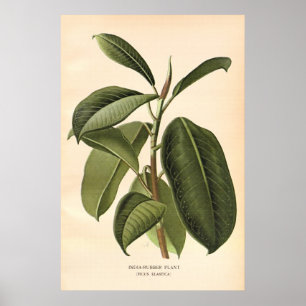 Antikes FarbBlumen litho des 19. Jahrhunderts Poster