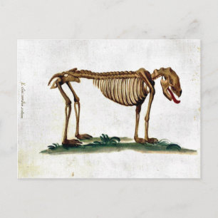 Antikes Hund-Skelett Postkarte